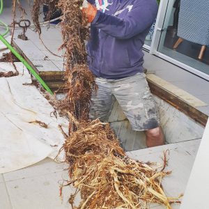tree-roots-blocking-drainpipes