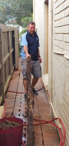 tree-roots-from-stormwater-pipes