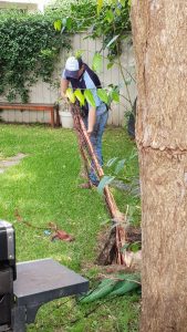 tree-roots-in-in-blocked-pipes