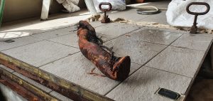 tree-roots-sewer-pipes